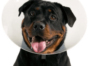 Kong Quick Fit Isabelino