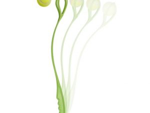 Lanzador De Pelotas 65 Cm.