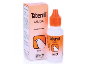 Tabernil Muda